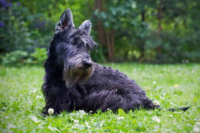 “The Scottie dog is perhaps the most famous breed of Scottish pup, but plenty of others originally come from Scotland.” 