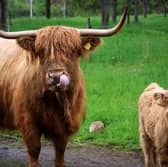 Here's where you can find Highland cows in Scotland. Photo: Brian Taylor/Unsplash