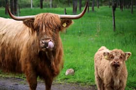 Here's where you can find Highland cows in Scotland. Photo: Brian Taylor/Unsplash