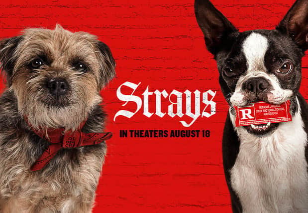 Strays is hitting cinemas in August. Cr: Universal Pictures.