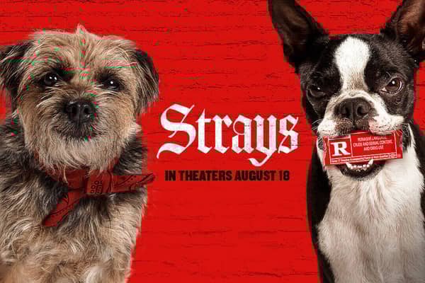 Strays is hitting cinemas in August. Cr: Universal Pictures.
