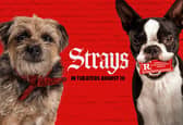 Strays is hitting cinemas in August. Cr: Universal Pictures.