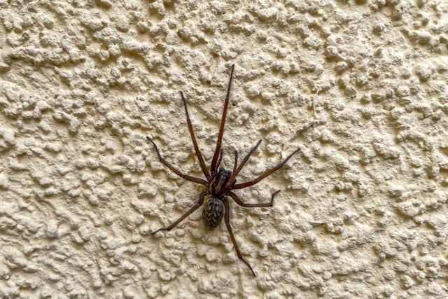 Scared of spiders? Brace yourself. Sex-crazed male spiders want to breed in warm UK homes this Autumn.