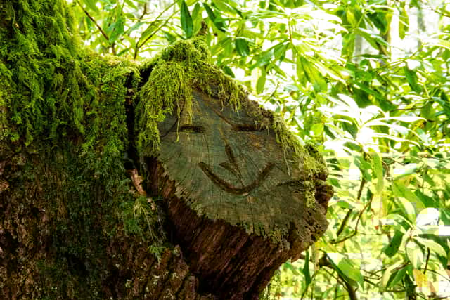 A picture of a ‘smiling tree’ in the Argyll Forest Park; one of the six national forest parks you can visit across Scotland.