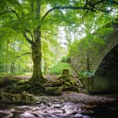 According to the Cairngorms National Park Authority: “(The Caledonian Forest) is estimated to have reached a maximum coverage of 1.5 million hectares around 5,000 BCE.” 