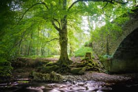 According to the Cairngorms National Park Authority: “(The Caledonian Forest) is estimated to have reached a maximum coverage of 1.5 million hectares around 5,000 BCE.” 