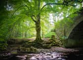 According to the Cairngorms National Park Authority: “(The Caledonian Forest) is estimated to have reached a maximum coverage of 1.5 million hectares around 5,000 BCE.” 