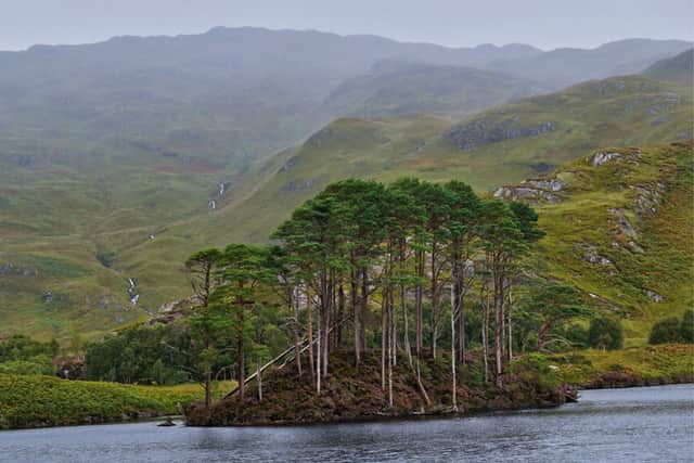There is evidence for pine trees existing in Scotland as long as 10,000 years ago. They once colonised almost the entire land but are now drastically less abundant. Terrain like this small island, however, have conferred geographical advantages that have led to their preservation in some cases. 