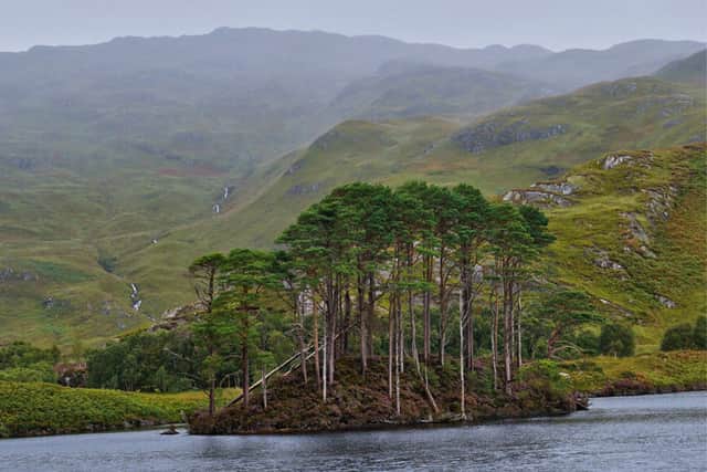 There is evidence for pine trees existing in Scotland as long as 10,000 years ago. They once colonised almost the entire land but are now drastically less abundant. Terrain like this small island, however, have conferred geographical advantages that have led to their preservation in some cases.