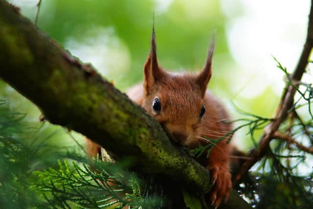 The destruction of the Caledonian Forest led to the wiping out of “the boar and the beaver, the brown bear, Eurasian lynx and wolf” amid other wildlife according to National Geographic. Now, other creatures like the Red Squirrel and Scottish Wildcat are ‘hanging on by a thread’ partly in light of this mass habitat destruction. 