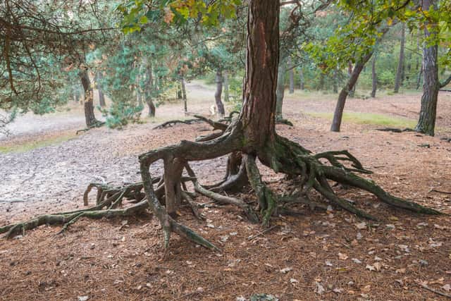 According to the Gardeners Tips website: “Roots of the Scots Pine can develop as deep taproots or as a shallow root system. This means it is very adaptable and can thrive in poor dry soils and at higher elevations.” 