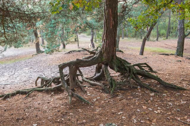 According to the Gardeners Tips website: “Roots of the Scots Pine can develop as deep taproots or as a shallow root system. This means it is very adaptable and can thrive in poor dry soils and at higher elevations.”