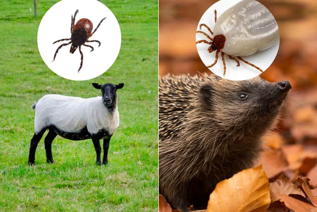 Broadly, there are two types of ticks in Scotland which are loosely referred to as Sheep Ticks and Hedgehog Ticks (but other names exist for them!) 