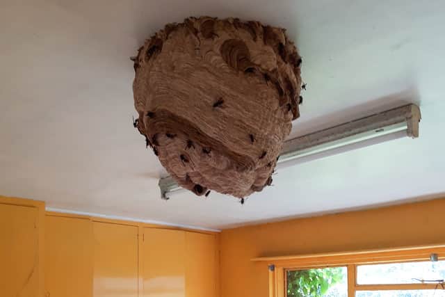 Massive Asian Hornet nest discovered in derelict house - prompting fresh warnings