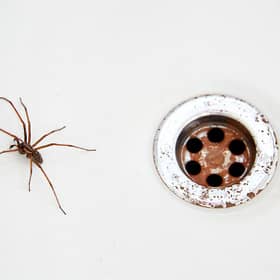 Spider season is upon us - here’s how to prevent them from entering your home. (Getty Images)