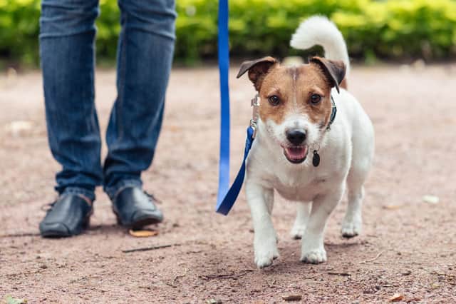 Walkies are much more fun for owners and dogs when your pup is trained to walk on a lead.