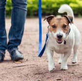 Walkies are much more fun for owners and dogs when your pup is trained to walk on a lead.