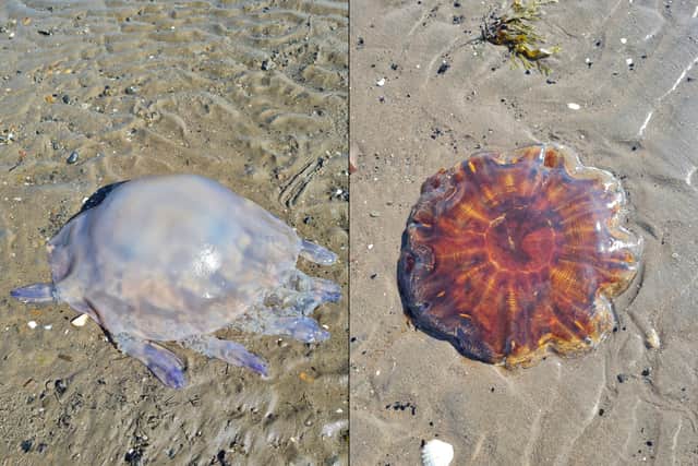 Pictures of Jellyfish discovered at Ayr Beach on Wednesday, August 30. There are many different species that wash onto Scottish beaches and it is important to be aware of the ‘heavy hitters’ with especially powerful stingers. 