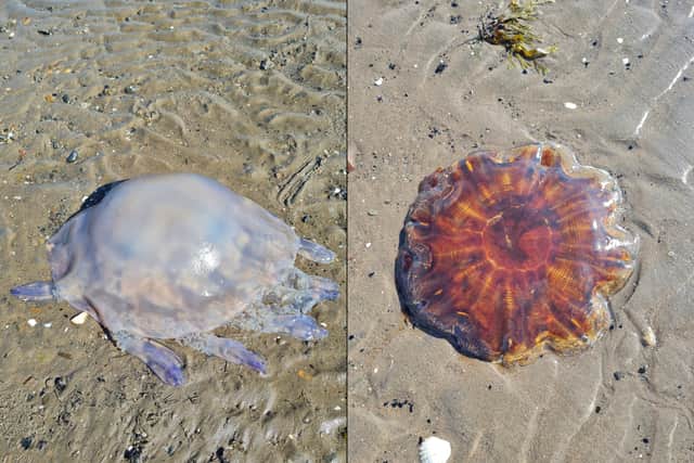 Pictures of Jellyfish discovered at Ayr Beach on Wednesday, August 30. There are many different species that wash onto Scottish beaches and it is important to be aware of the ‘heavy hitters’ with especially powerful stingers.