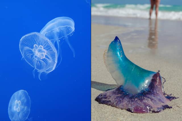 You are most likely to encounter a Moon Jellyfish on the beach (Left) but other species, like the notorious Portuguese Man o’ War (Right), have also been spotted and their sting “packs a painful punch and causes welts on exposed skin” according to the National Oceanic and Atmospheric Administration. 