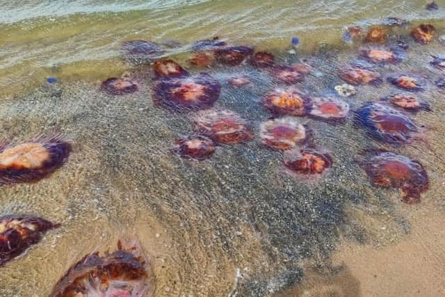 Huge swaths of dead Jellyfish have recently been spotted at Portobello Beach in Edinburgh as evidenced by photographs taken by Niomi Fox. 