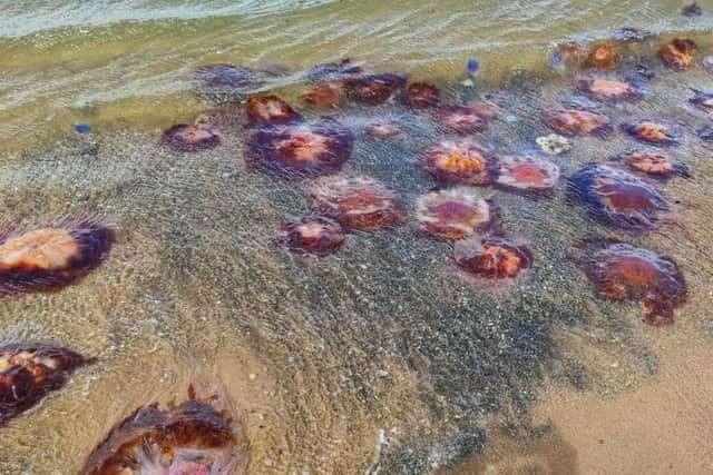 Huge swaths of dead Jellyfish have recently been spotted at Portobello Beach in Edinburgh as evidenced by photographs taken by Niomi Fox.