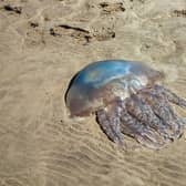 Beached Jellyfish sightings are common throughout the UK during the Spring and Summer months. Scotland, in particular, has had a recent influx which has shocked many. 