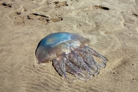 Beached Jellyfish sightings are common throughout the UK during the Spring and Summer months. Scotland, in particular, has had a recent influx which has shocked many. 