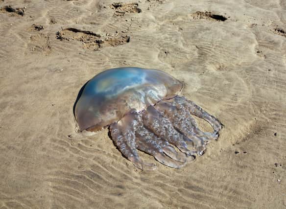Beached Jellyfish sightings are common throughout the UK during the Spring and Summer months. Scotland, in particular, has had a recent influx which has shocked many. 