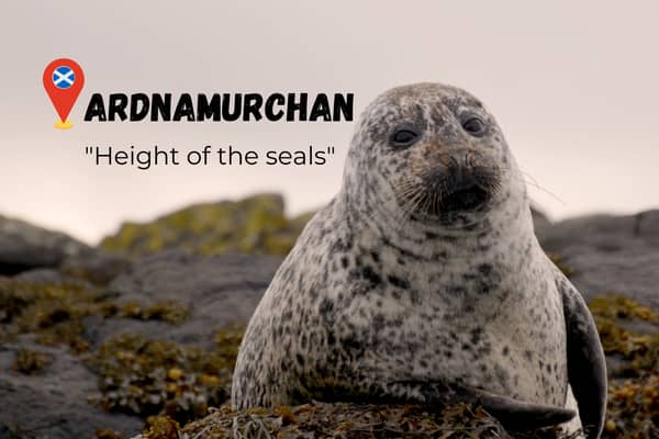 Ardnumarchan means “Height of the Seals” when translated from Scottish Gaelic. 