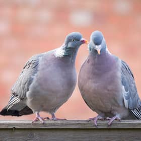 Two pigeons were found dead with swastikas carved on their chests in a riverside town in Cambridgeshire - Credit: Adobe