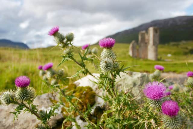 “The thistle is the flower of Scotland and one of its most recognisable symbols. Since King Alexander III, it has been Scotland’s national emblem.” 