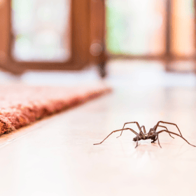 Thousands of creepy-crawlies are set to invade UK homes as spider mating season begins in September. 