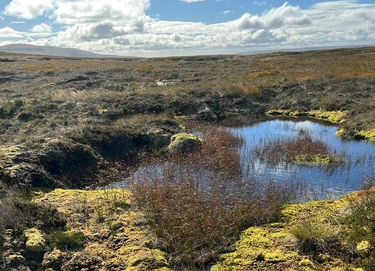 'Cherished' moorland the size of Birmingham lost each year - with large ...