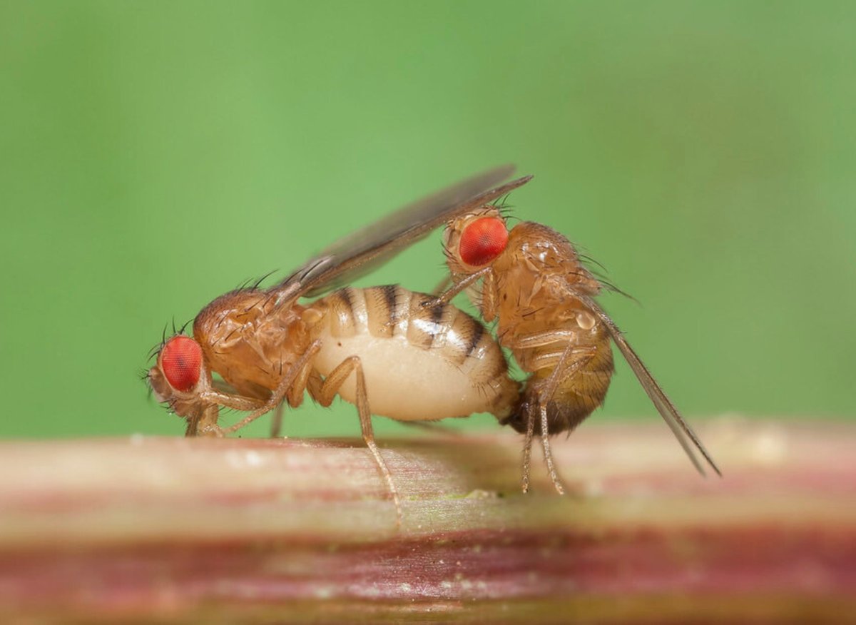 How to get rid of fruit flies: 10 Expert hacks for getting rid of