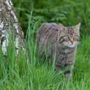 According to National Museums Scotland: “ Wildcats are found in Scotland north of the Central Belt but used to live throughout Britain.” 