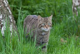According to National Museums Scotland: “ Wildcats are found in Scotland north of the Central Belt but used to live throughout Britain.” 