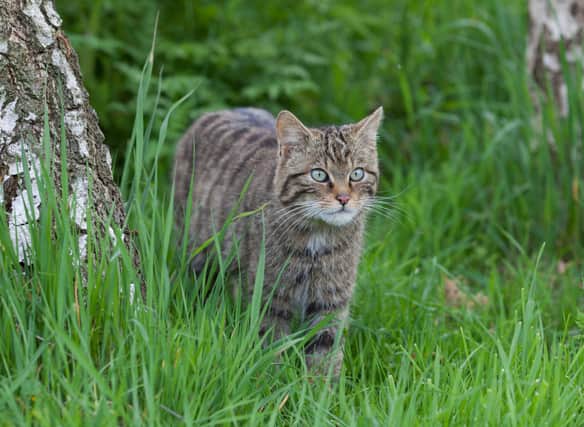 According to National Museums Scotland: “ Wildcats are found in Scotland north of the Central Belt but used to live throughout Britain.” 