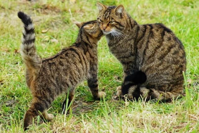 The Woodland Trust explains: “The Scottish wildcat is a small feline with brown mottled fur and markings similar, but not identical, to that of a domestic tabby.”