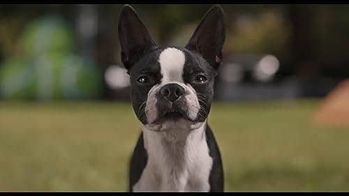 Comedy Strays is one of the films our cinema fans are looking at this week.