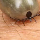 Approximately 5% of ticks are said to carry the bacteria that causes Lyme disease. This infection has been described as a ‘hidden epidemic’ so it is important to keep you and your loved ones safe. 