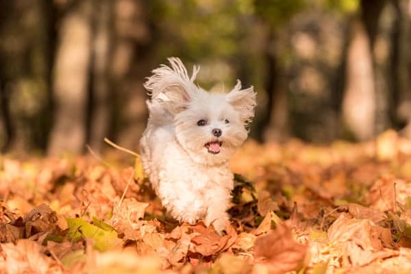 Autumn is a great time to take the dog for a walk - but there are dangers out there.