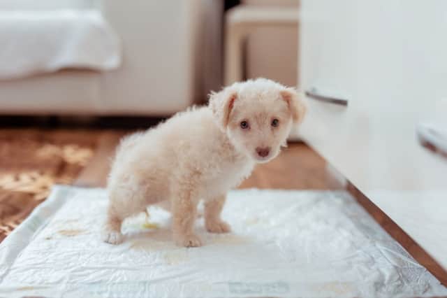 It's normal for puppies to take a bit of time to be toilet trained, but when they get older they can sometimes forget what they have learned.