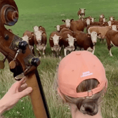 Watch the ‘udderly’ adorable moment a herd of cows rush down a field to enjoy free jazz performance