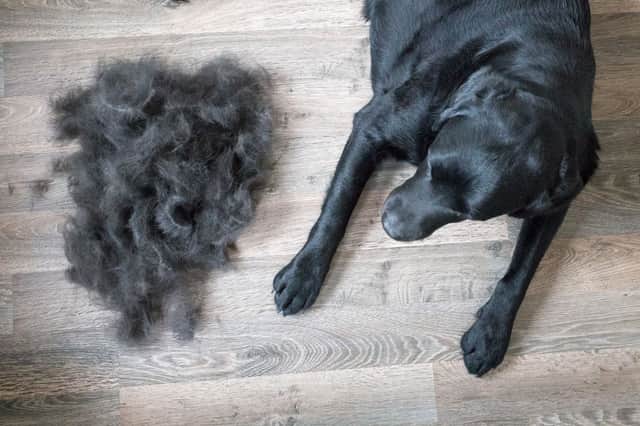 September is peak shedding season for dogs.