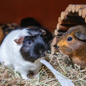 The RSPCA is this year backing Guinea Pig Awareness Week, as it deals with a big spike in the tiny critters coming through its doors (RSPCA/Supplied)