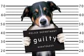 Dogs can fall foul of a number of unusual laws in force around the world.