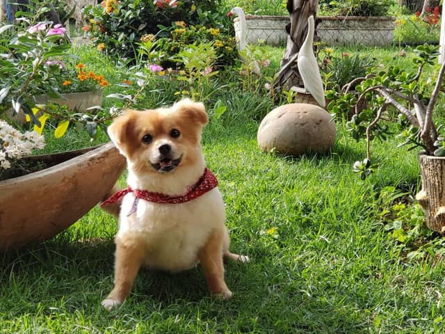 Dogs love gardens - but some common products used to control pests can be toxic for them.