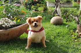Dogs love gardens - but some common products used to control pests can be toxic for them.