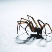 Scared of spiders? Brace yourself. Sex-crazed male spiders want to breed in warm UK households this Autumn.